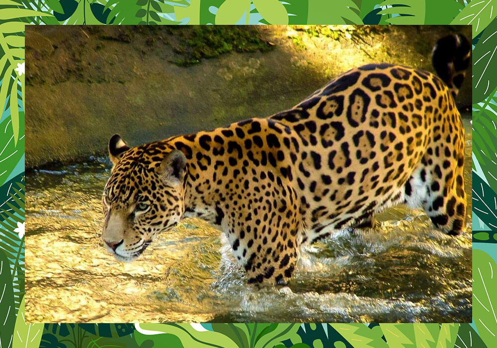 Zoo de SP
